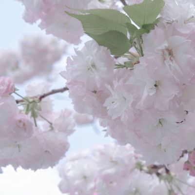 石河子FurryQQ群介绍